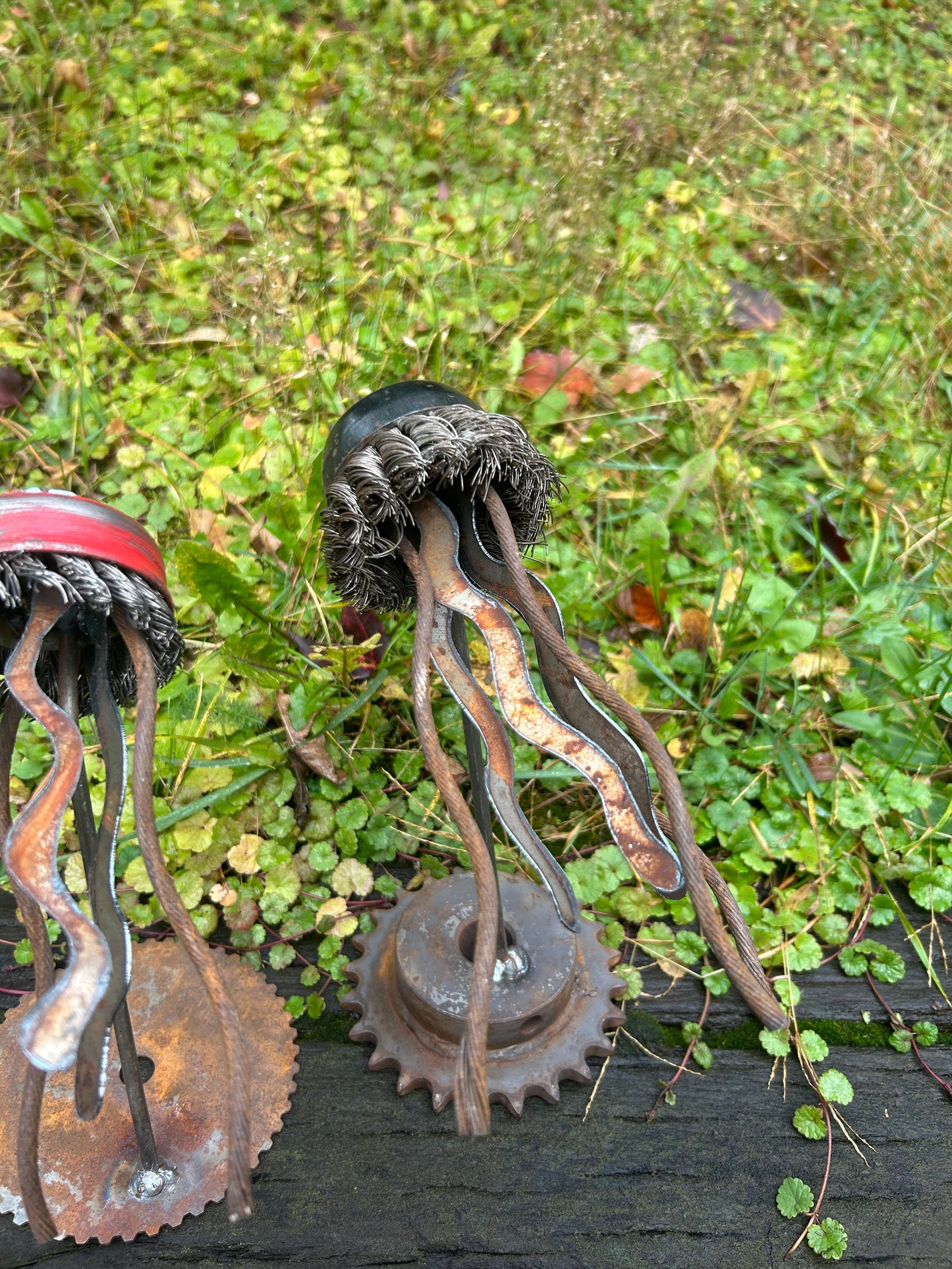 Jellyfish
