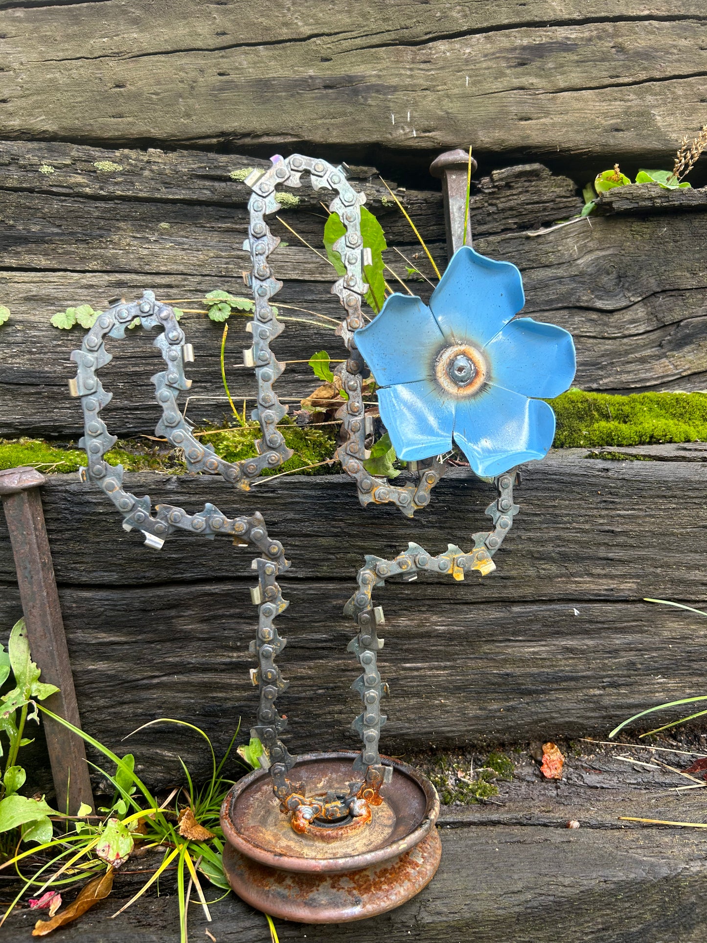 Blue Flower Cactus