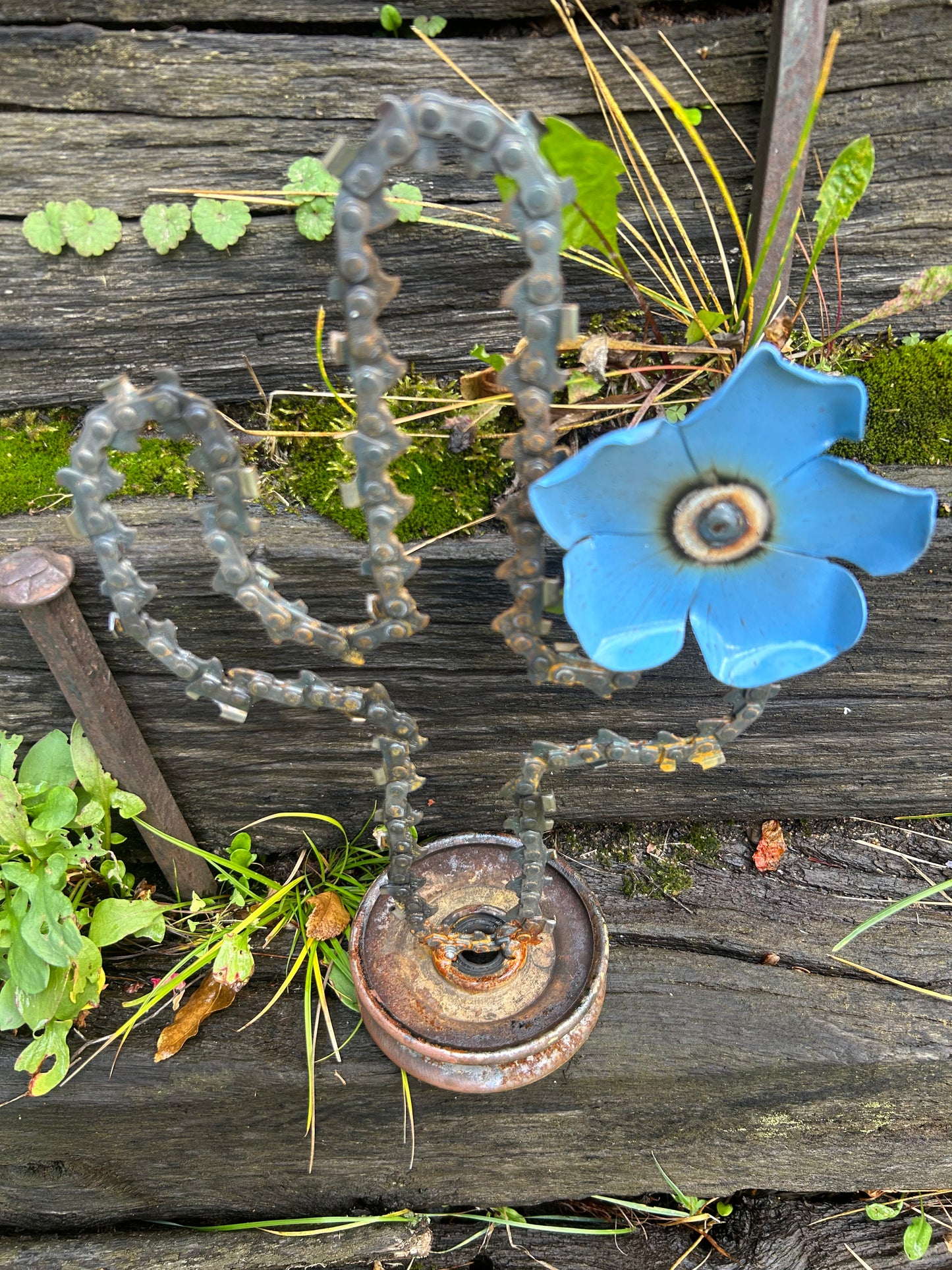 Blue Flower Cactus